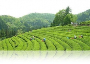 科技支撑中国茶产业集群式发展